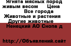 Ягнята мясных пород живым весом.  › Цена ­ 125 - Все города Животные и растения » Другие животные   . Ненецкий АО,Снопа д.